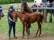 KS300622-42 - Cupboard Love & foal by Territories